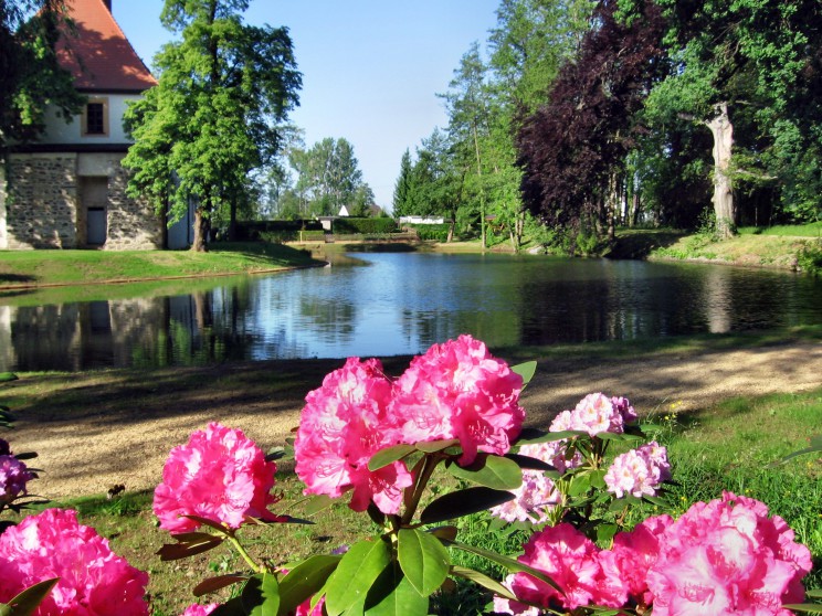 einzelne Blüten vorm Waaü